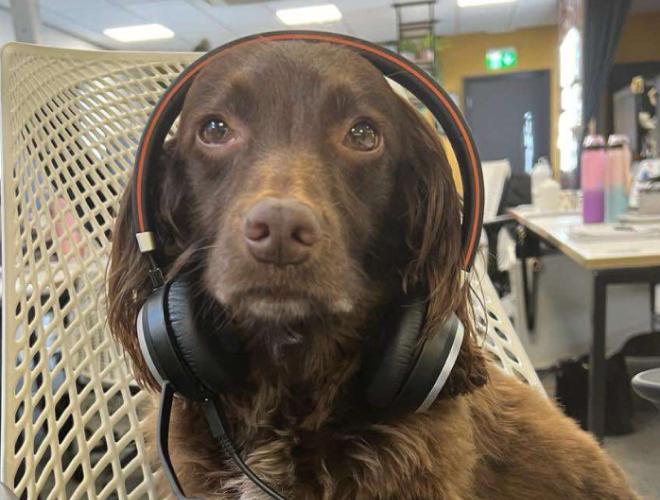 A dog wearing a head set