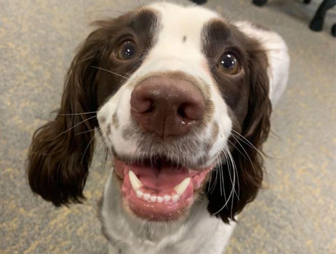 A close up photo of a dog